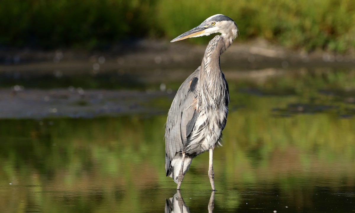 Great Blue Heron - ML639841108