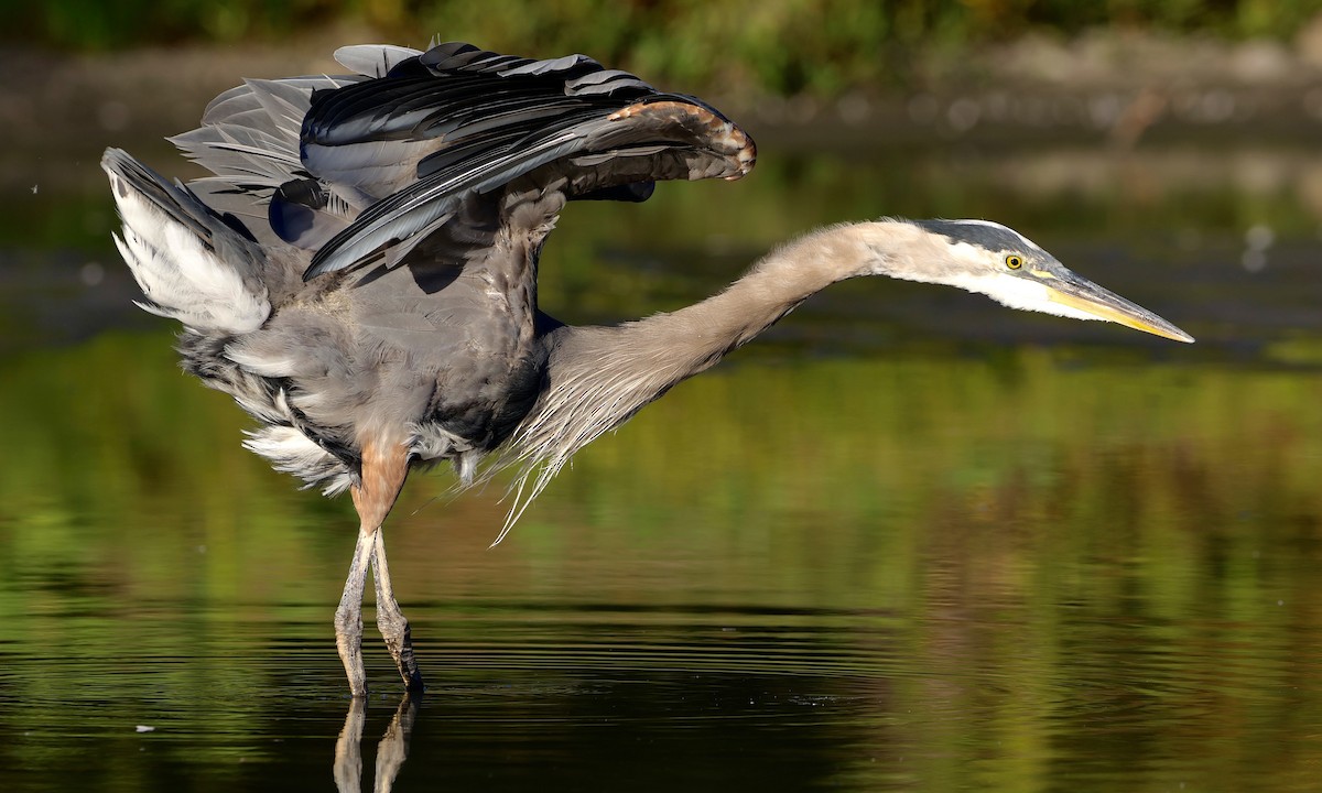 Great Blue Heron - ML639841109