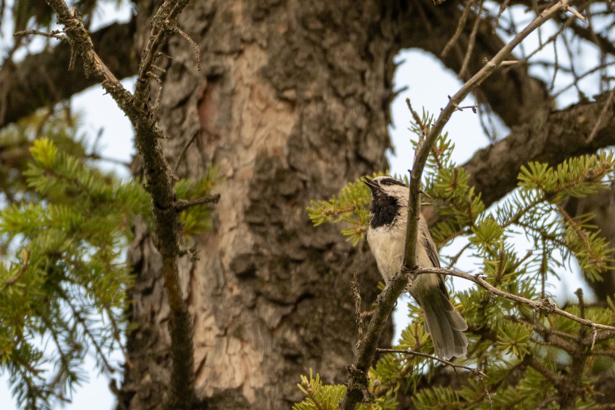 Mountain Chickadee - ML639841119