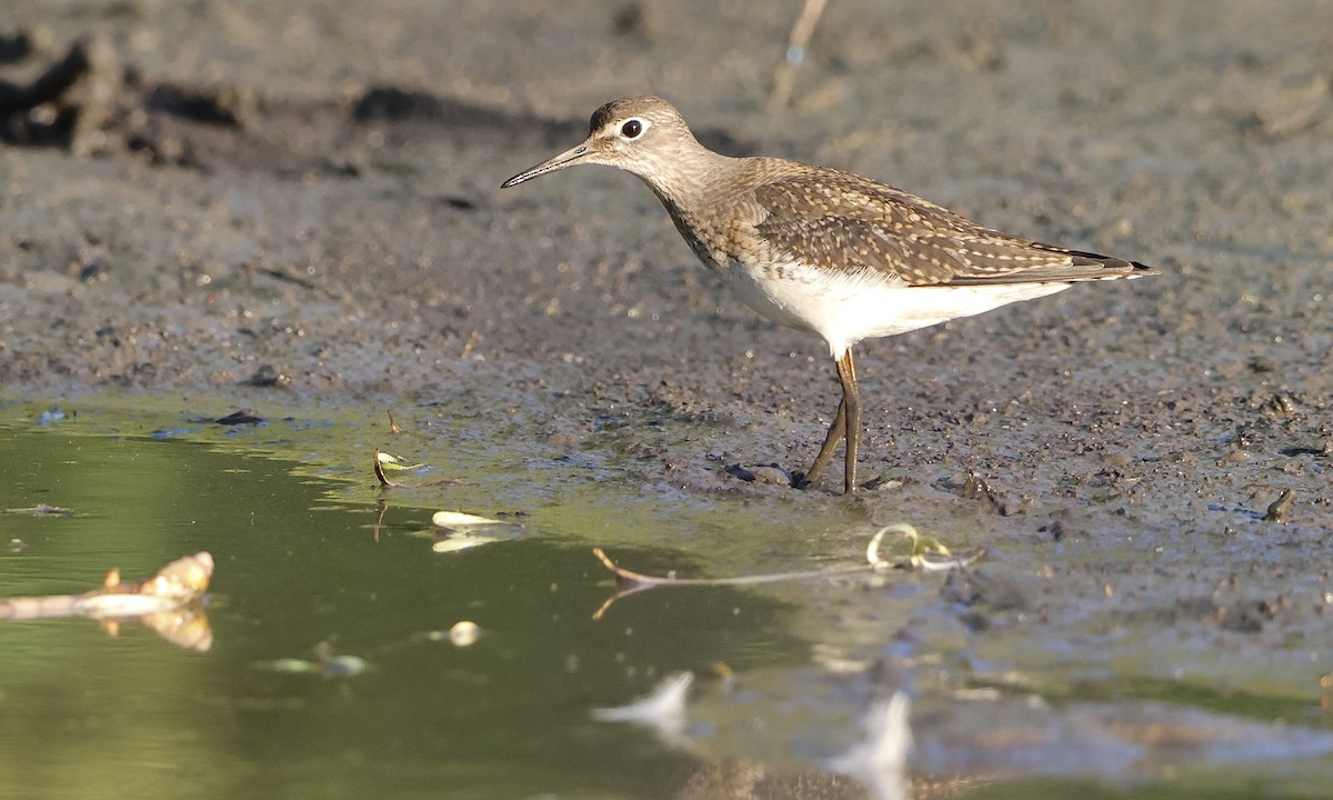 Solitary Sandpiper - ML639841122