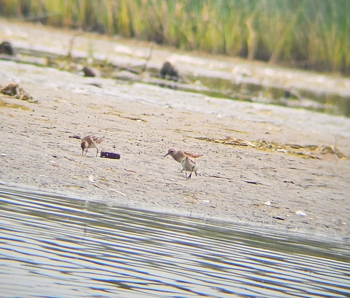Semipalmated Sandpiper - ML639841128