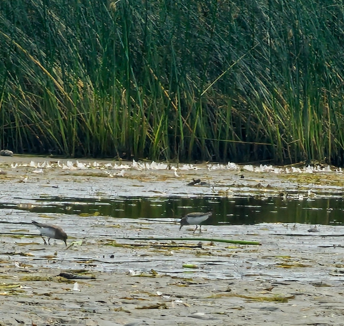 Least Sandpiper - ML639841135