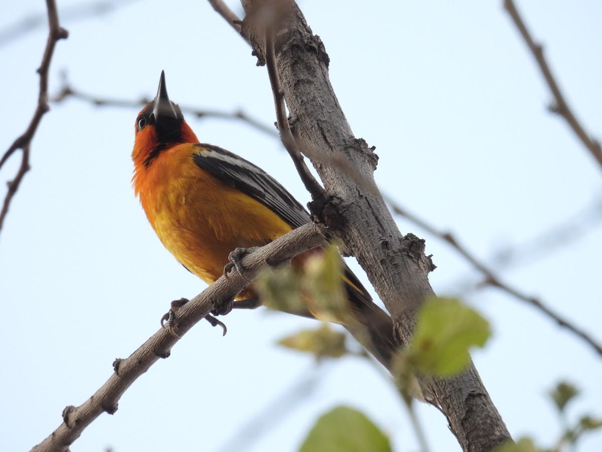 Streak-backed Oriole - ML639841138