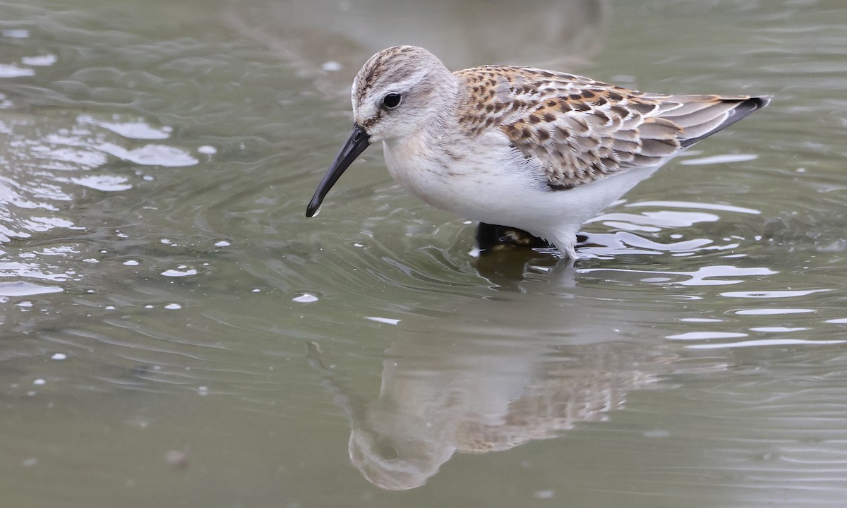 Western Sandpiper - ML639841145