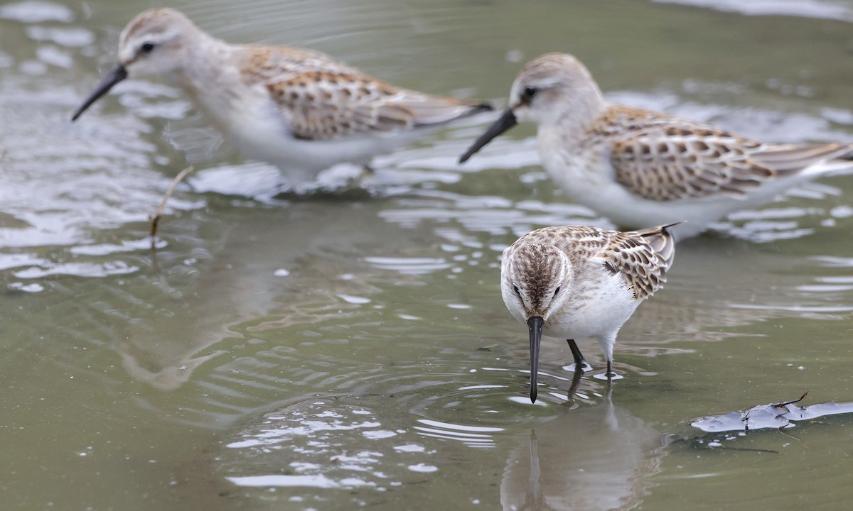 Western Sandpiper - ML639841147