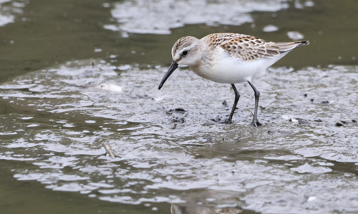 Western Sandpiper - ML639841148