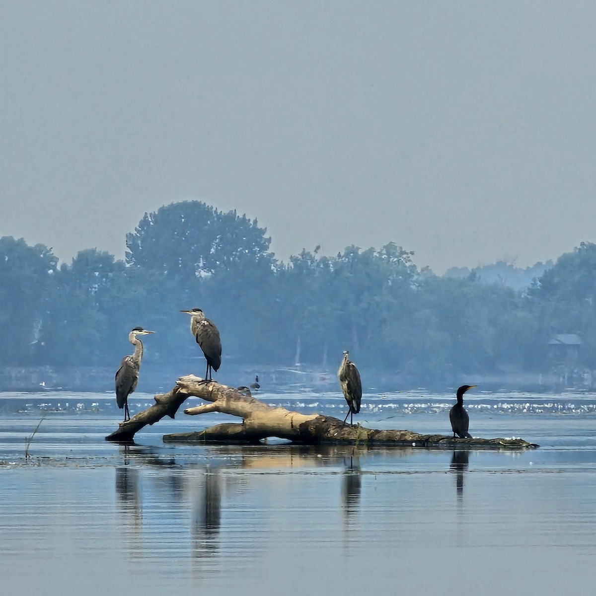 Great Blue Heron - ML639841160
