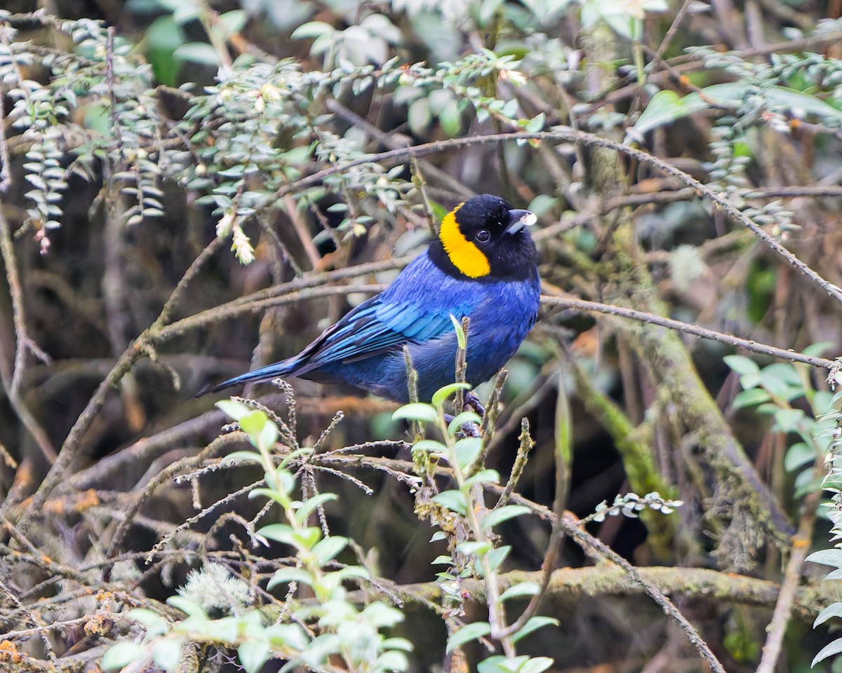 Yellow-scarfed Tanager - ML639841172