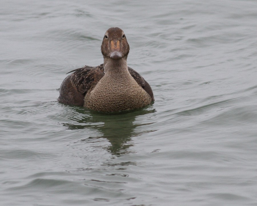 King Eider - ML639841175