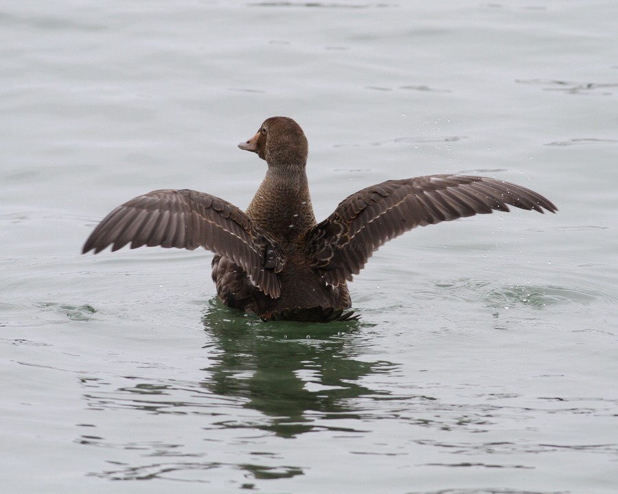 King Eider - ML639841177