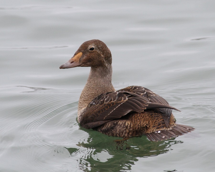 King Eider - ML639841178
