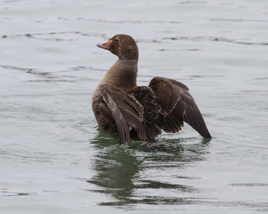 King Eider - ML639841180