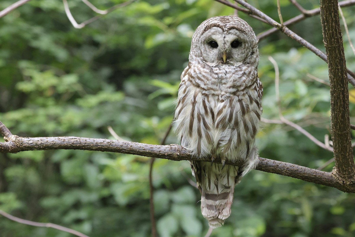 Barred Owl - ML639841182