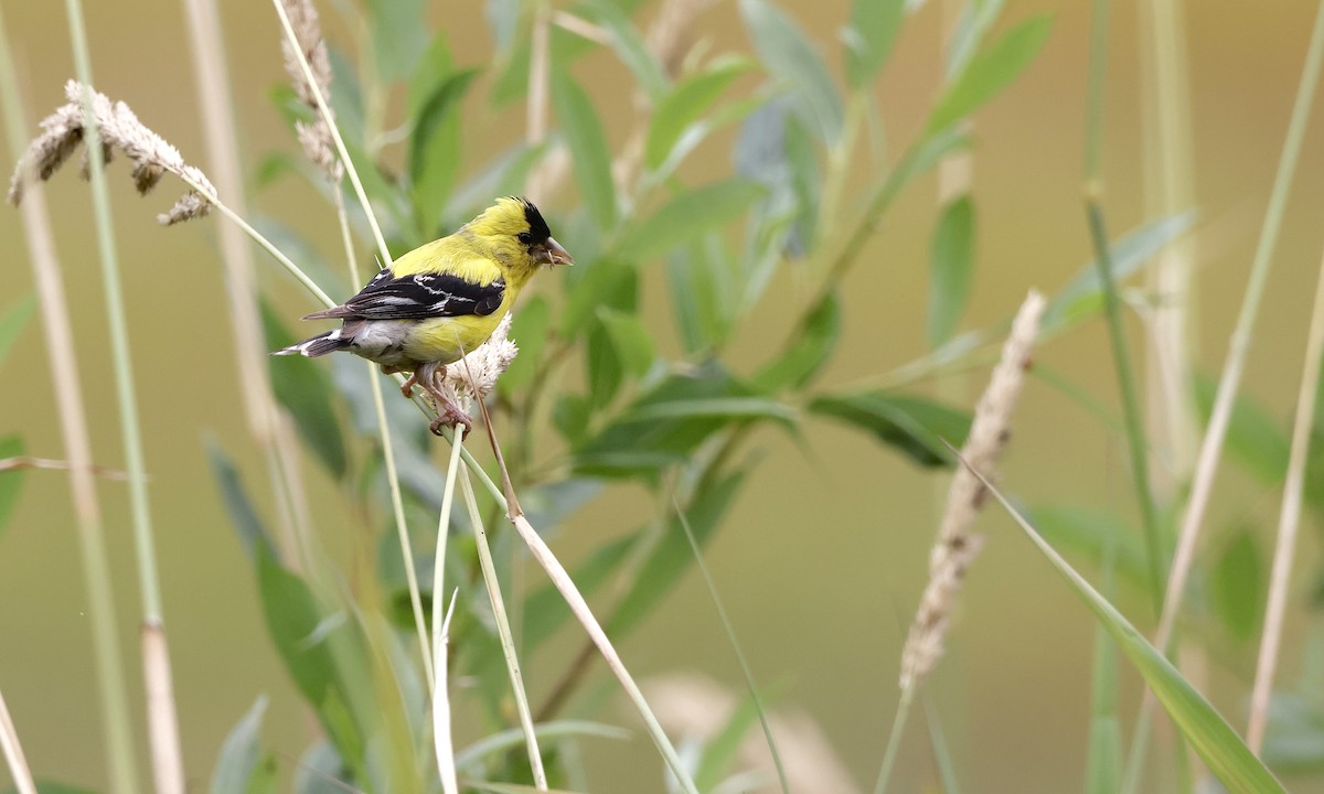 American Goldfinch - ML639841205