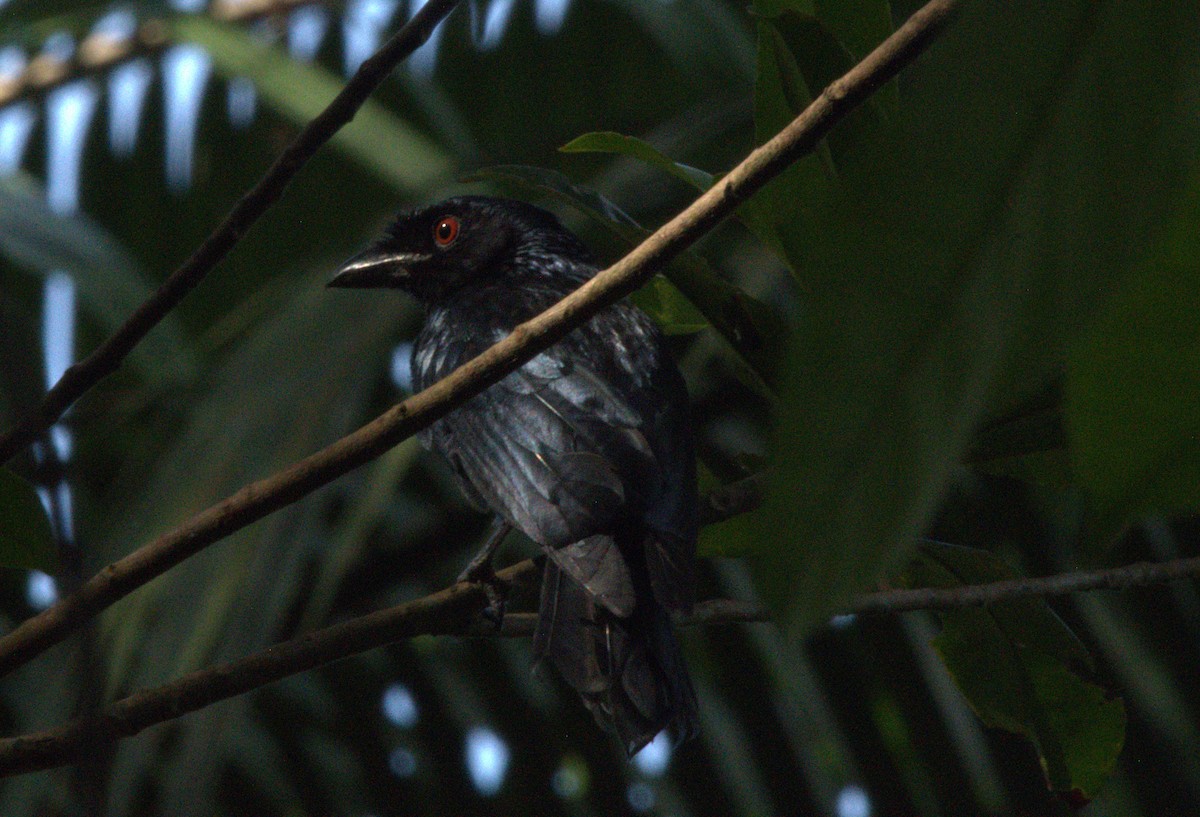 Greater Racket-tailed Drongo - ML639841212