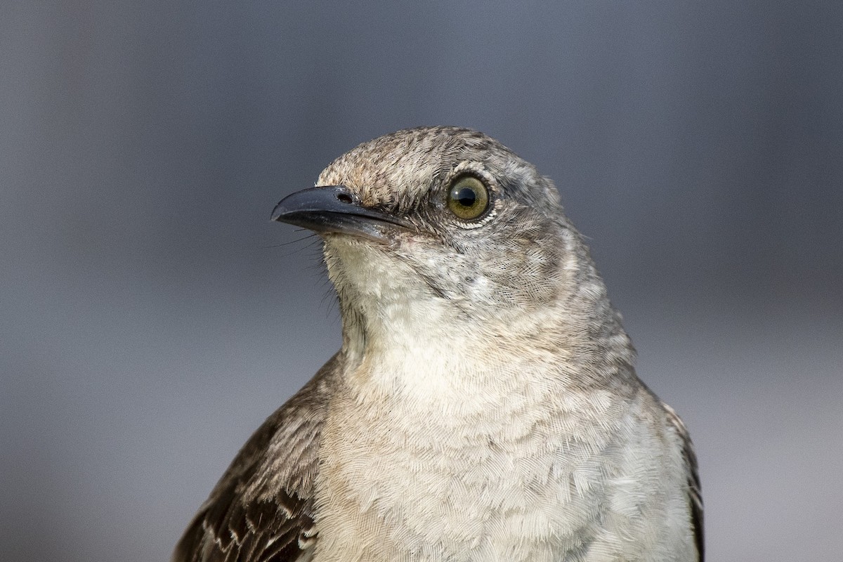 sangspottefugl - ML639841223