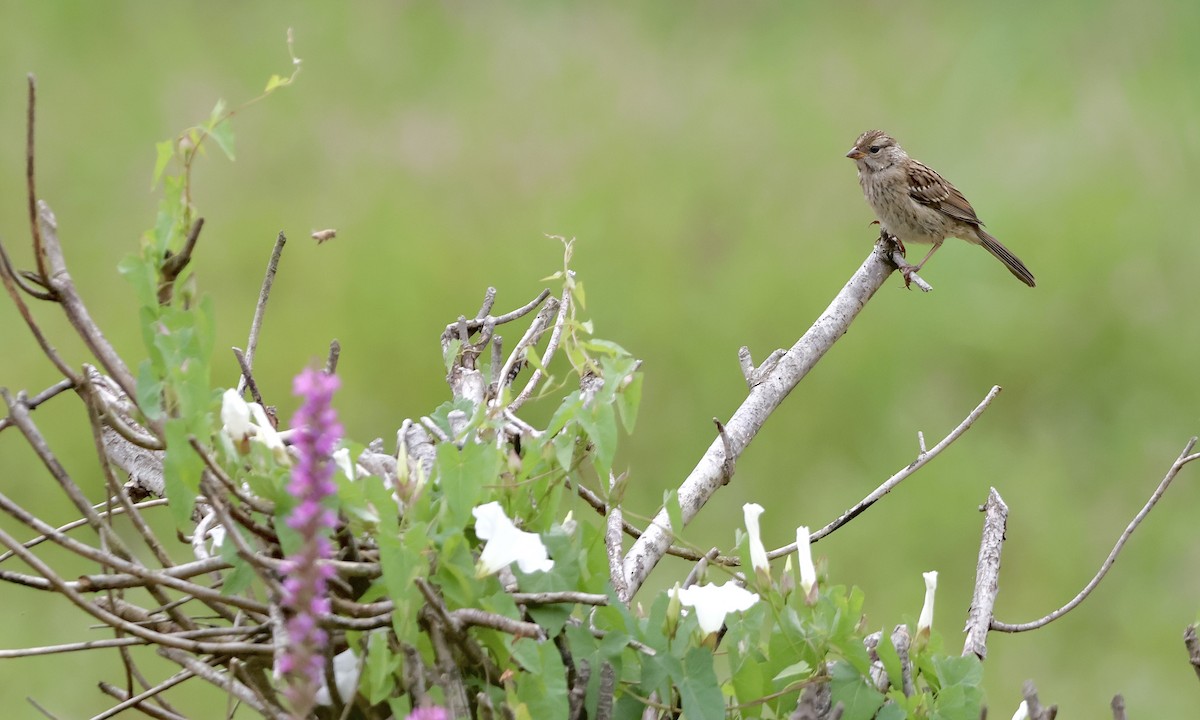 White-crowned Sparrow - ML639841227