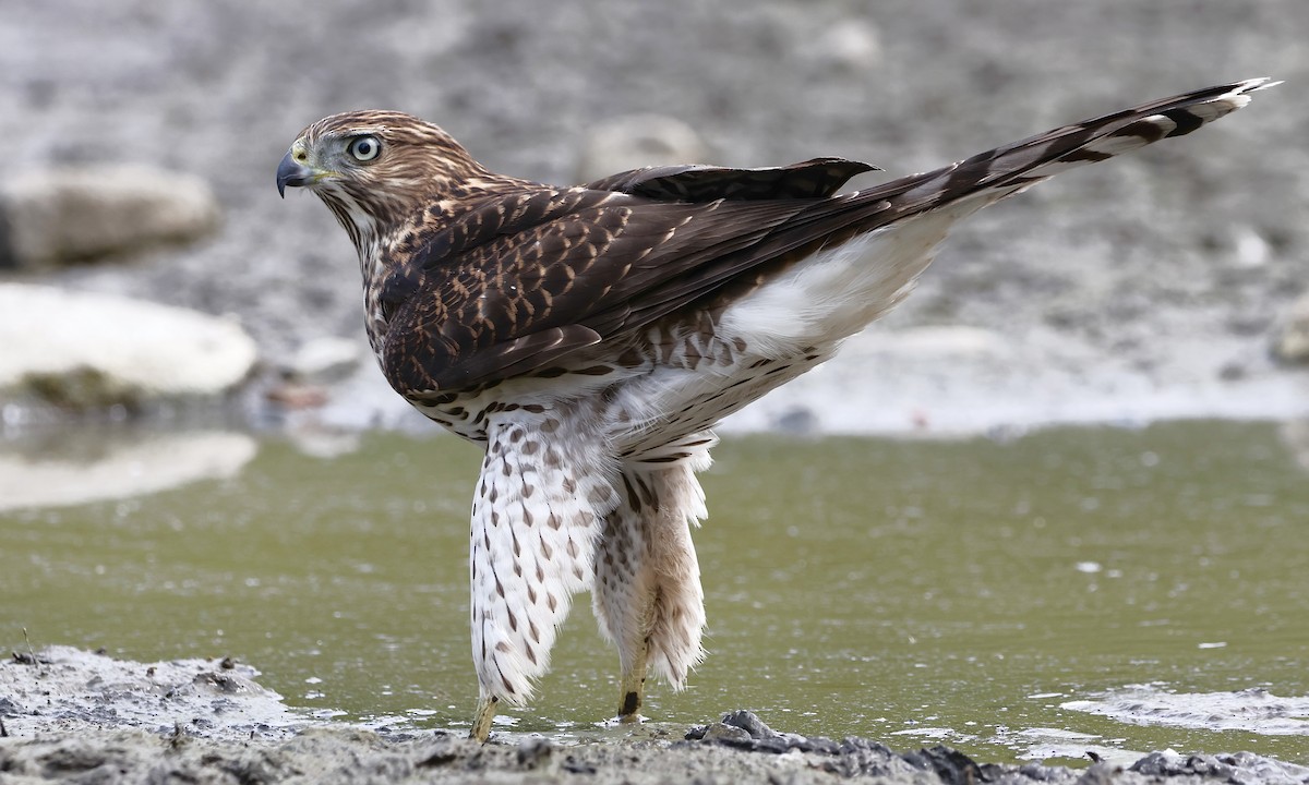 Cooper's Hawk - ML639841238
