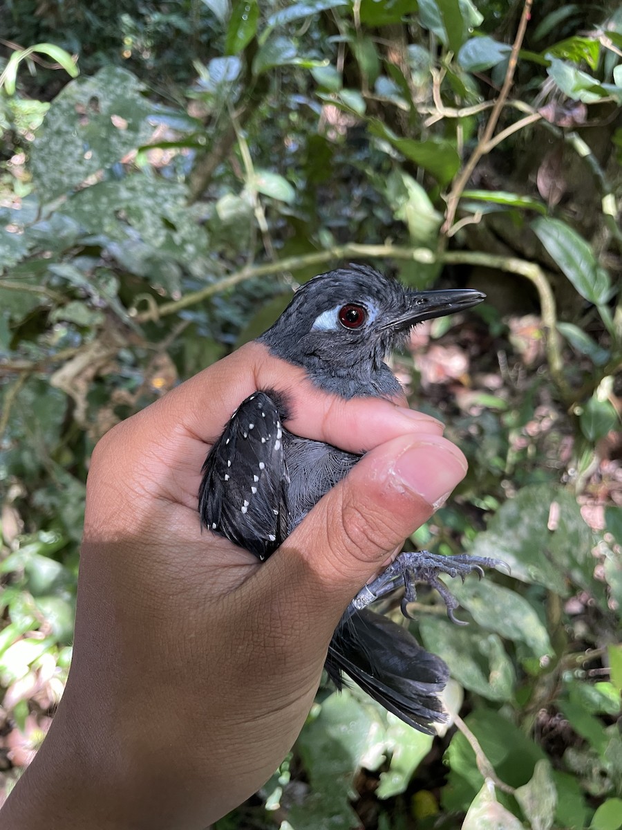 Plumbeous Antbird - ML639841259