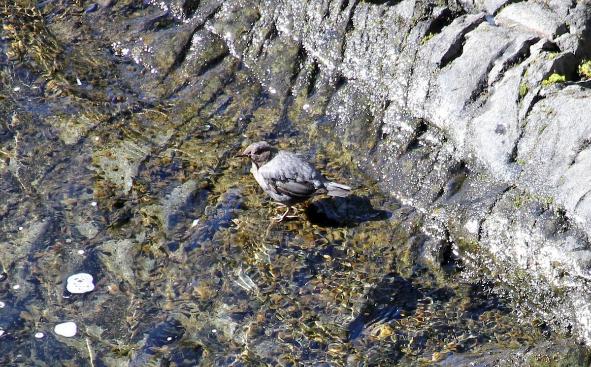 American Dipper - ML639841277