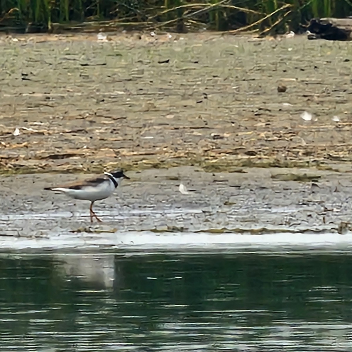 Semipalmated Plover - ML639841325