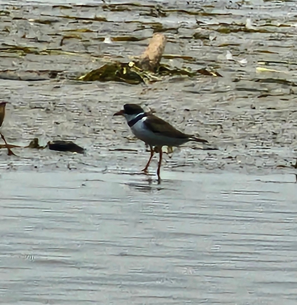 Semipalmated Plover - ML639841326