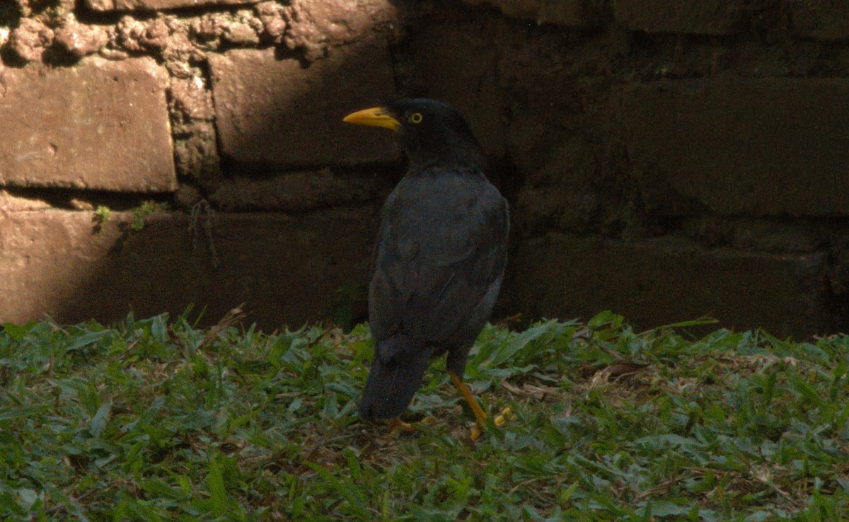 Javan Myna - ML639841342