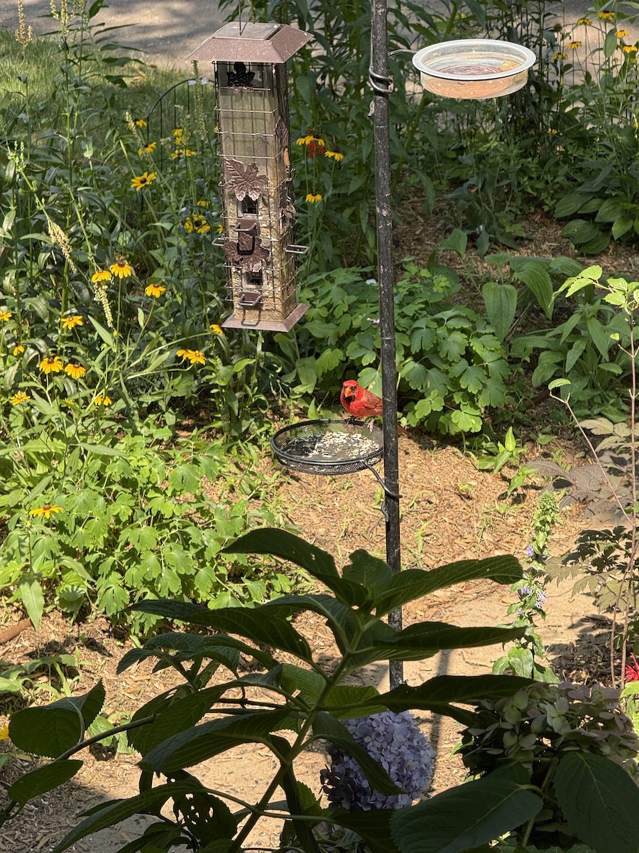 Cardinal rouge - ML639841344