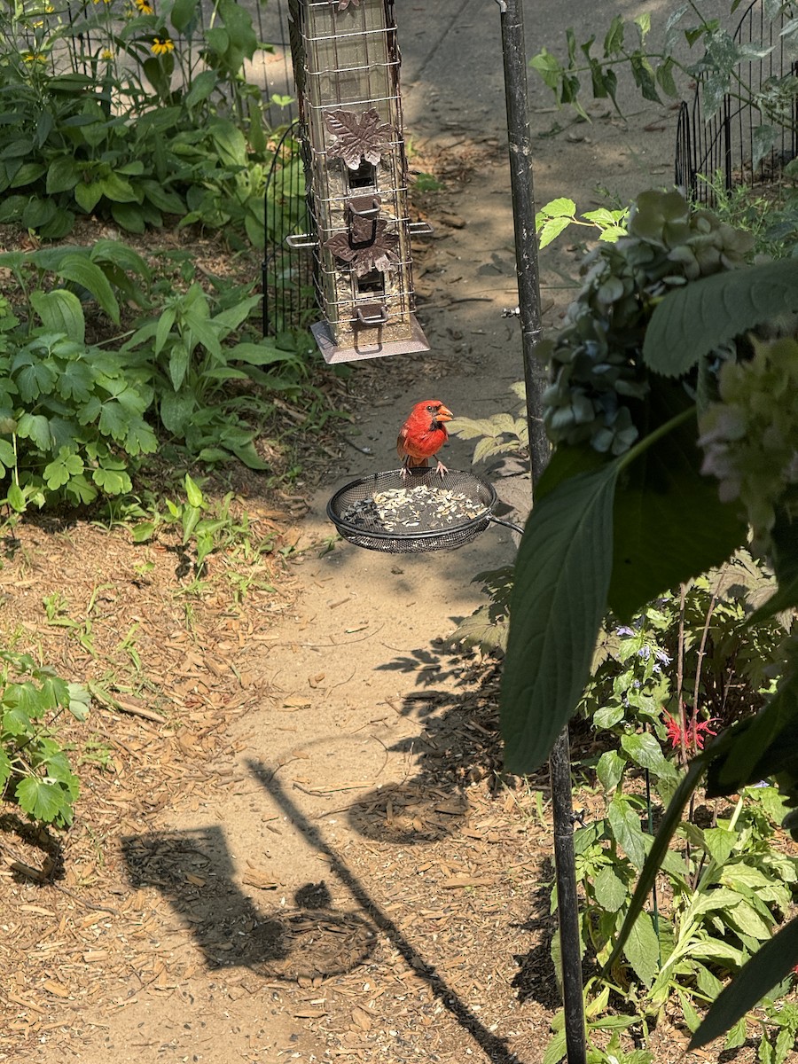Cardinal rouge - ML639841345