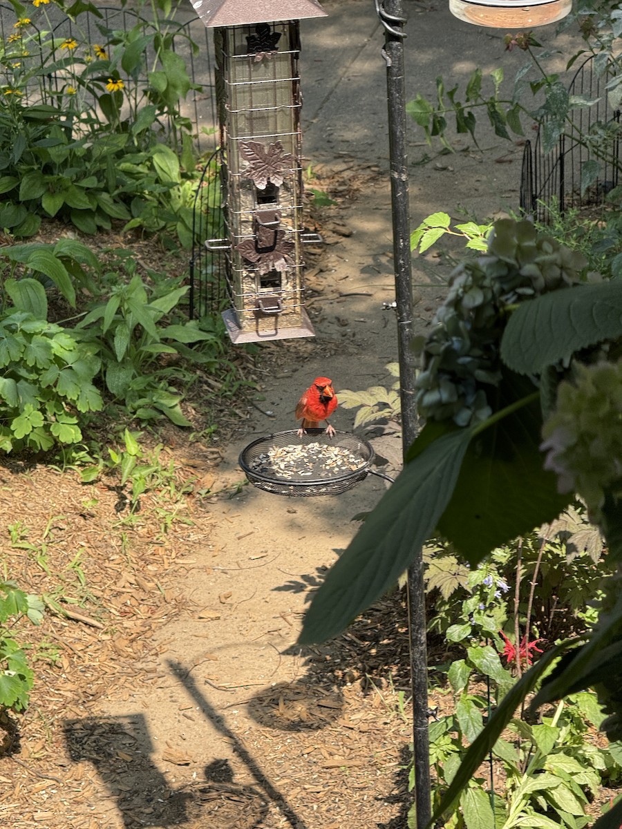 Cardinal rouge - ML639841346