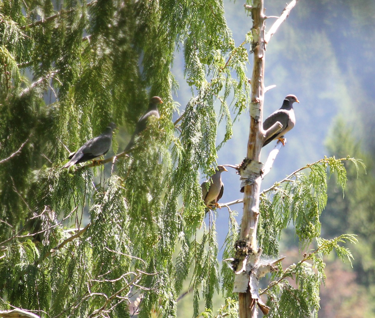 Band-tailed Pigeon - ML639841379