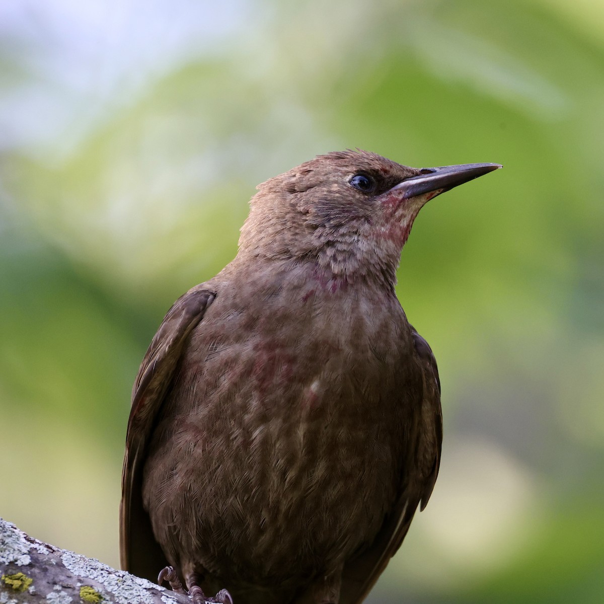 歐洲椋鳥 - ML639841446