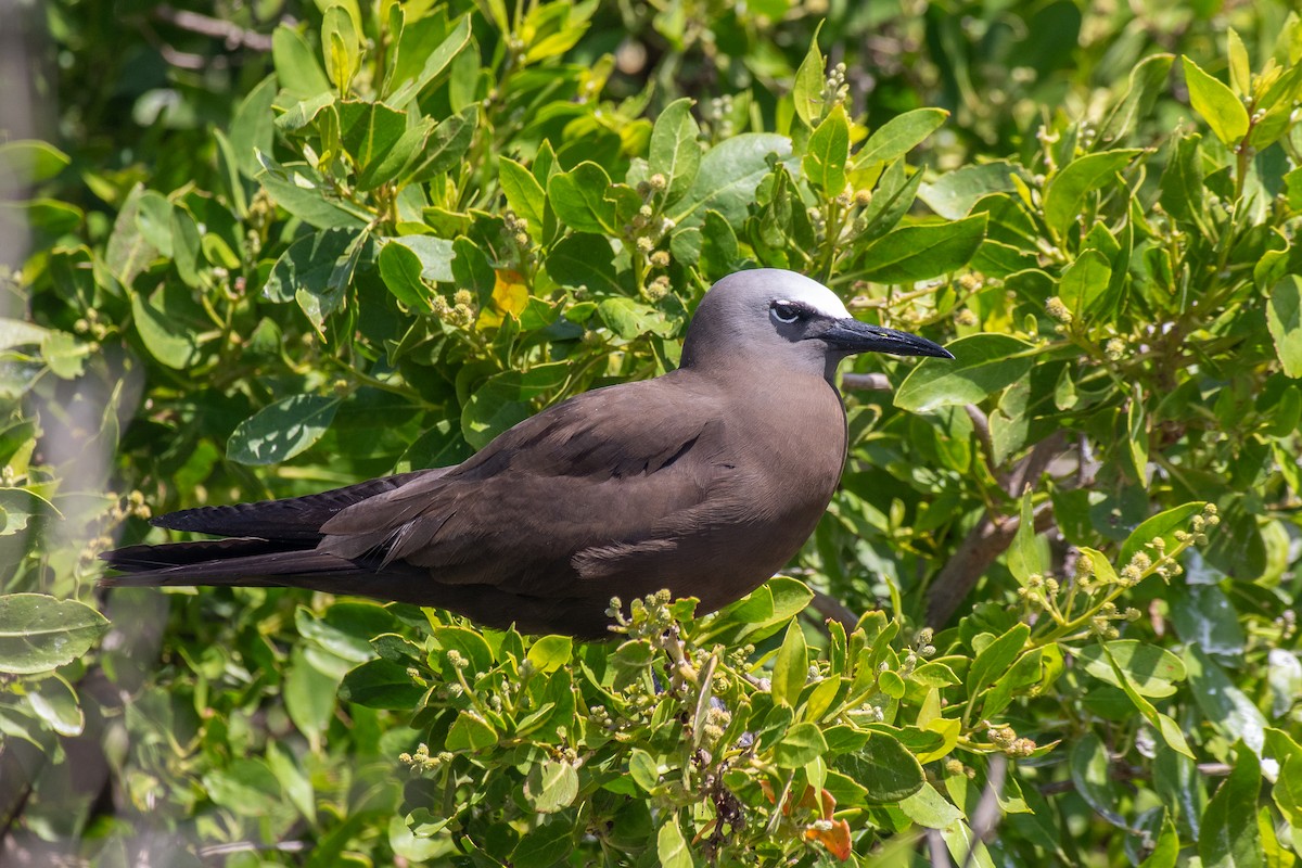 Brown Noddy - ML639841474