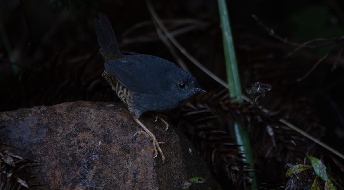 Planalto Tapaculo - ML639841510