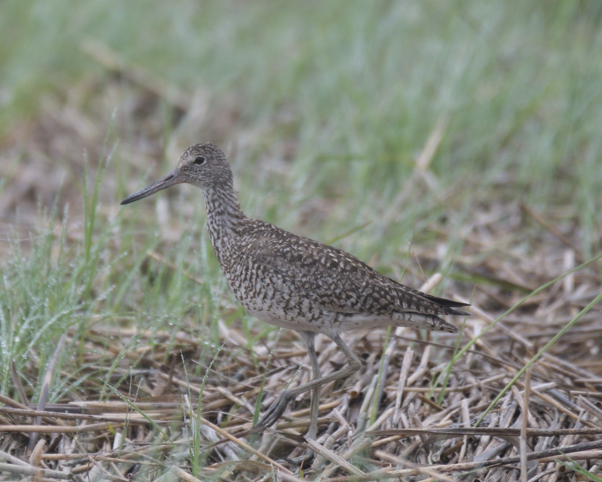 Willet (Eastern) - ML639841590