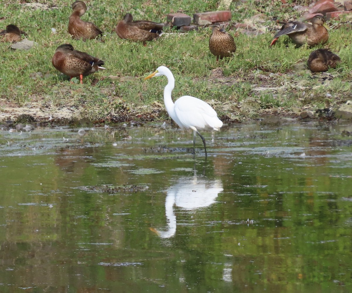 Great Egret - ML639841705