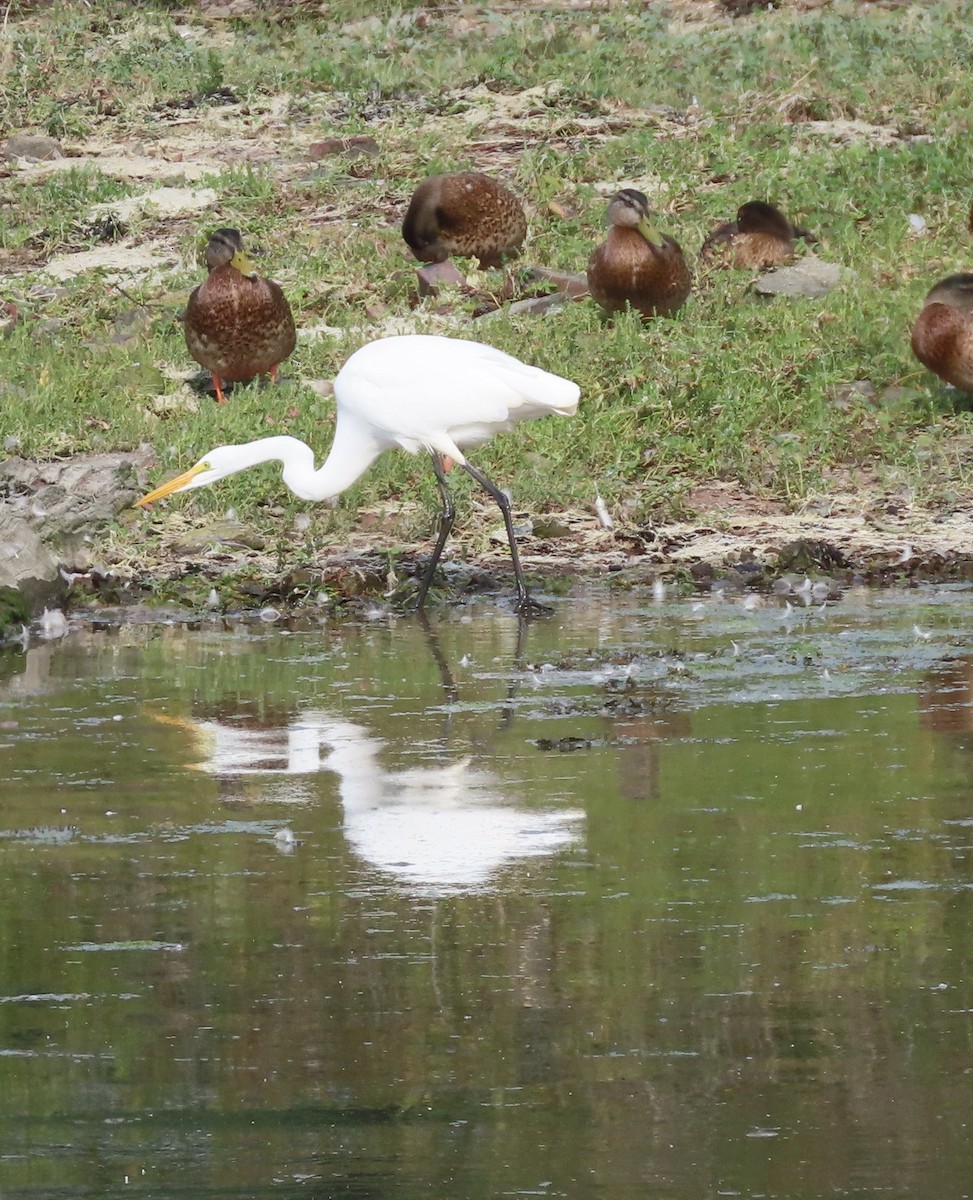 Great Egret - ML639841708