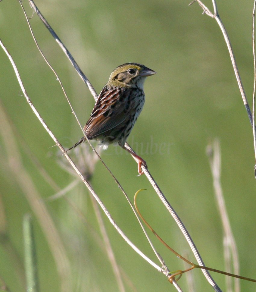 Henslow's Sparrow - ML639841757