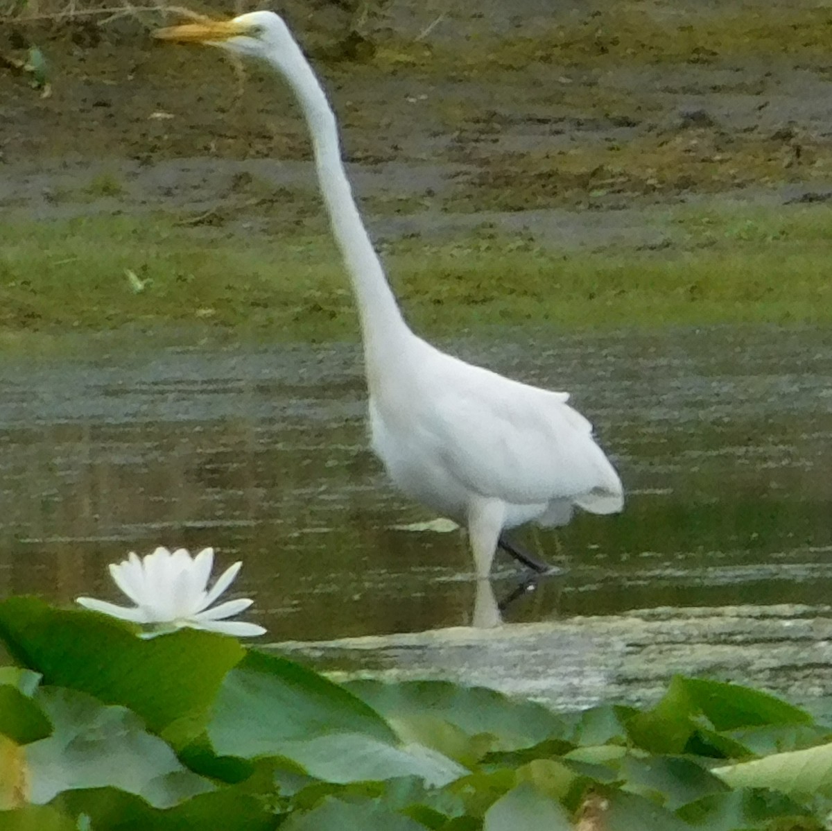ダイサギ - ML639841811