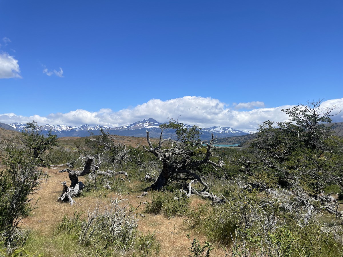 null - ML639841835