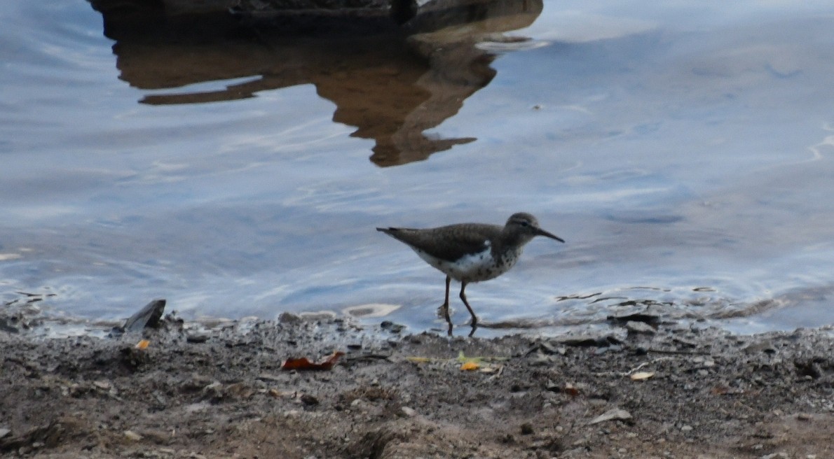 Spotted Sandpiper - ML639841964