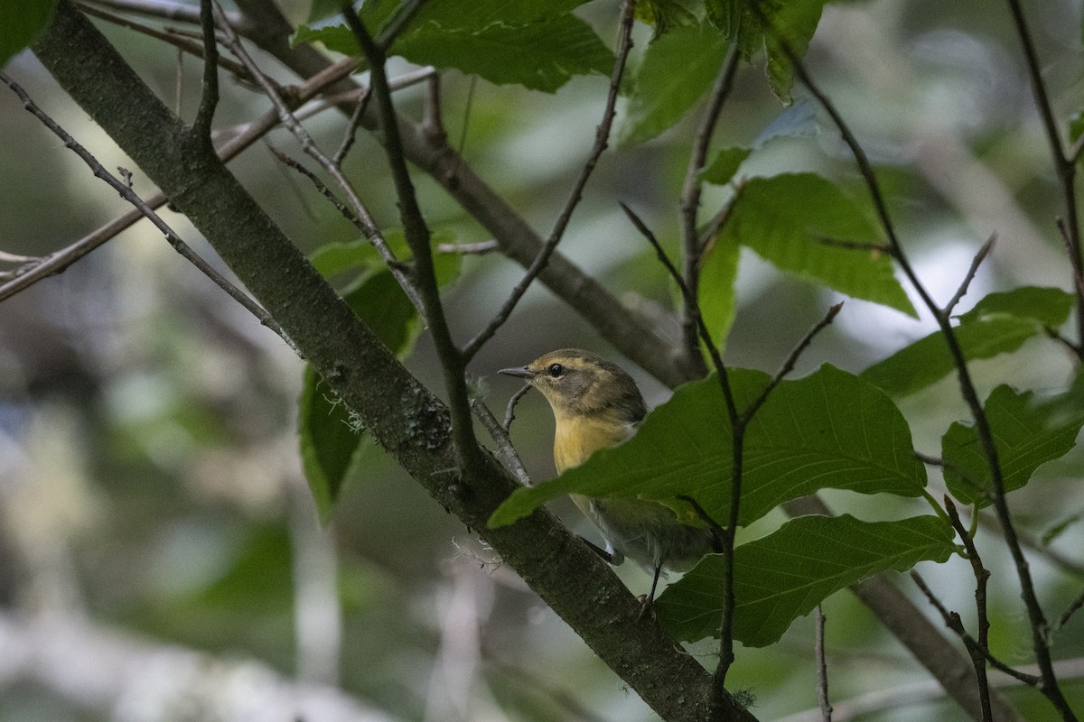 Blackburnian Warbler - ML639841970