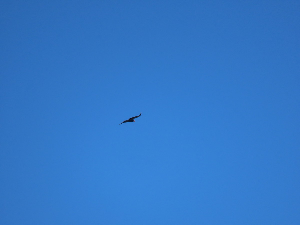 California Condor - ML639841972