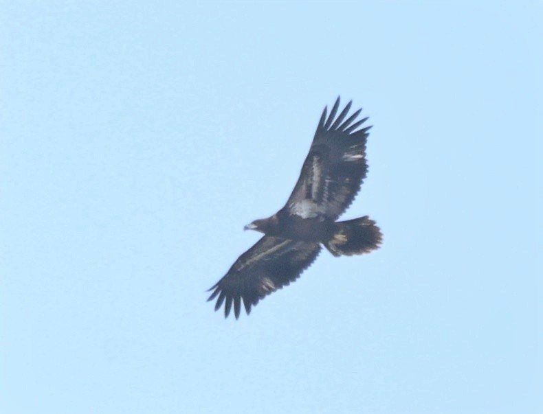 Bald Eagle - ML639841973