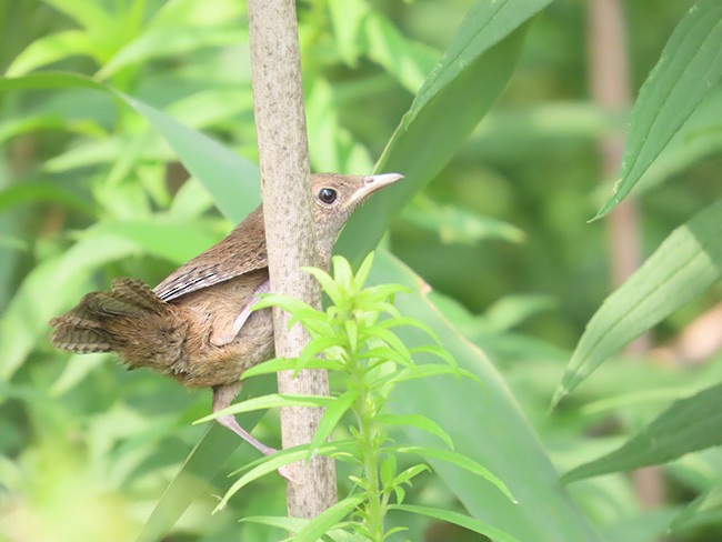 Northern House Wren - ML639841975