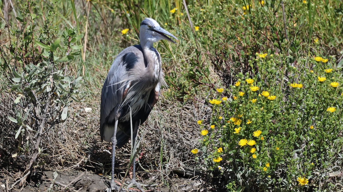 Great Blue Heron - ML639841986