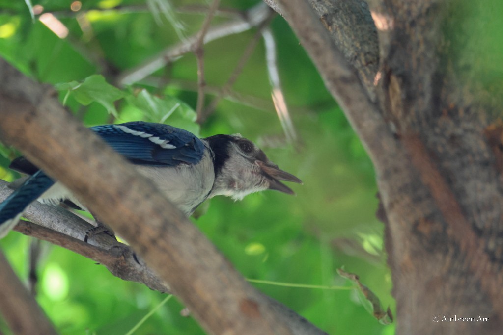 Blue Jay - ML639841991