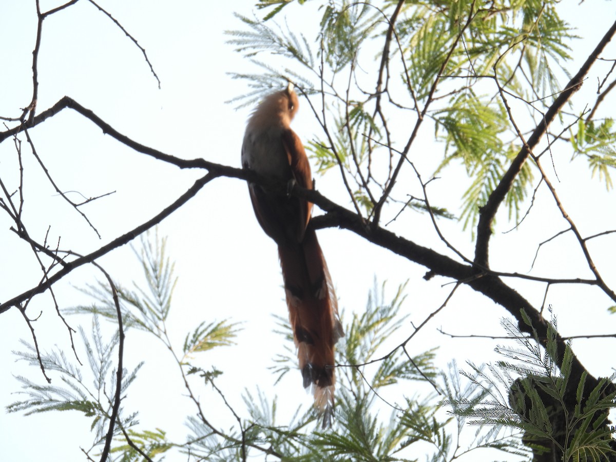 Squirrel Cuckoo - ML639841993