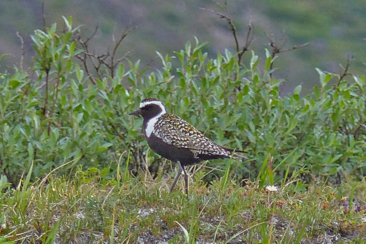 American Golden-Plover - ML639842024