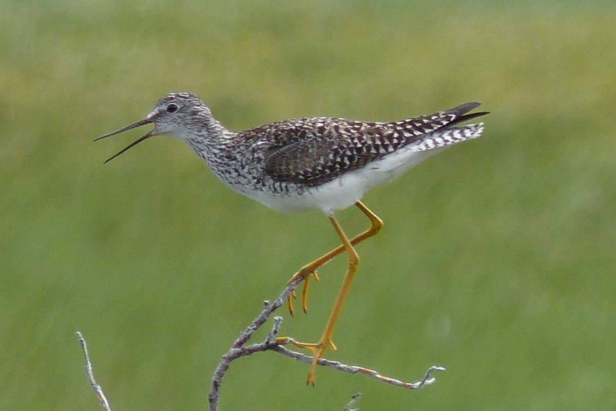Lesser Yellowlegs - ML639842035